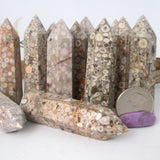 Fossilized Shell Jasper