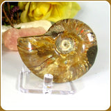 Iridescent Ammonite