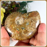 Iridescent Ammonite