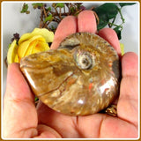 Iridescent Ammonite