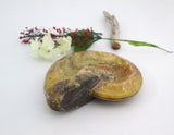Ammonite Bowl