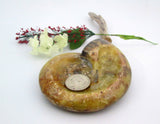 Ammonite Bowl