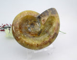 Ammonite Bowl