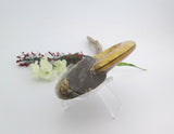 Ammonite Bowl