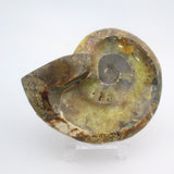 Ammonite Bowl