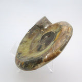 Ammonite Bowl