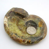 Ammonite Bowl
