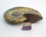 Ammonite Bowl