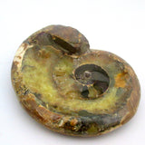 Ammonite Bowl
