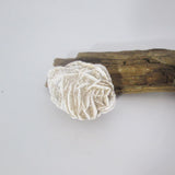 Desert Rose
