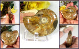 Iridescent Ammonite