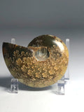 Iridescent Ammonite